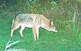 Coyote_100410_2209hrs